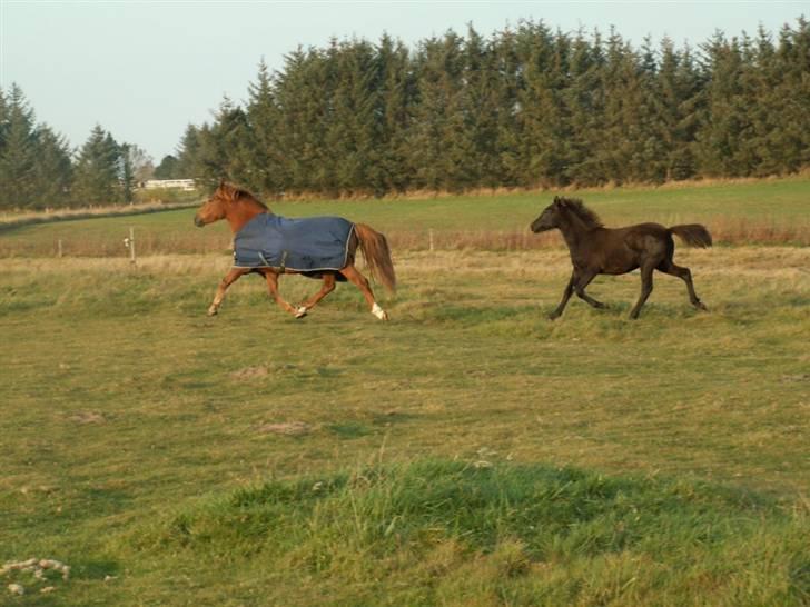 New Forest Calandias Red Carnation billede 14