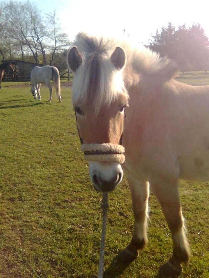 Fjordhest sofie (slogt) billede 2