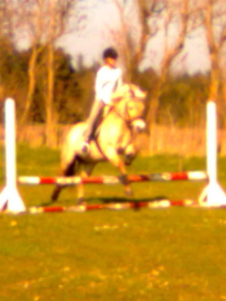 Fjordhest sofie (slogt) - fie er unde og springe billede 3