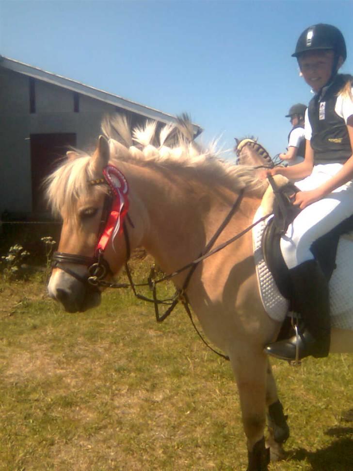 Fjordhest sofie (slogt) - fie fik 1 plasen i kx billede 4