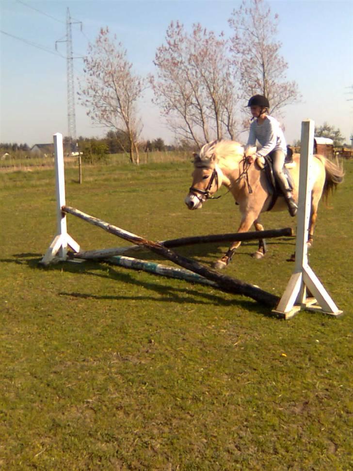Fjordhest sofie (slogt) - har øver vi os billede 5