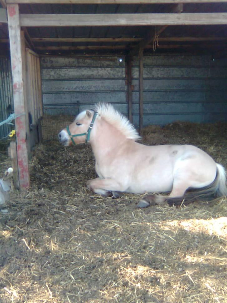 Fjordhest sofie (slogt) - op med  dig sofie du skal i skoven billede 6