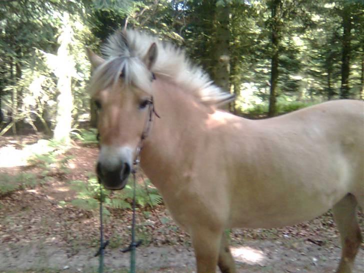 Fjordhest sofie (slogt) billede 8