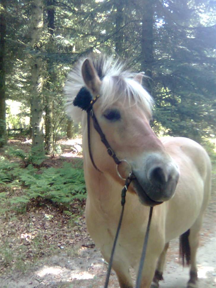 Fjordhest sofie (slogt) billede 9