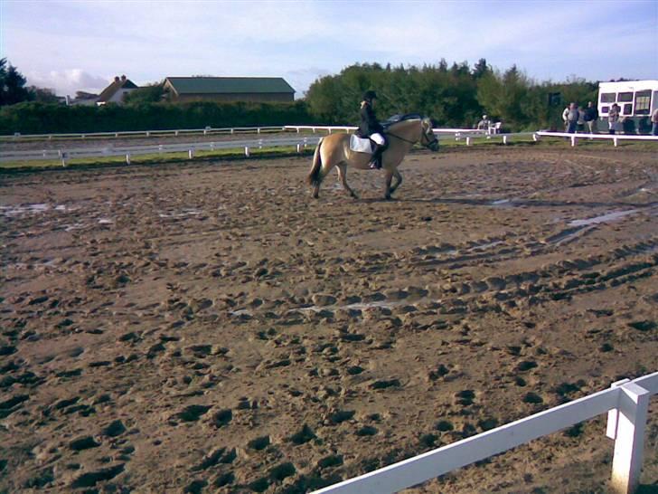 Fjordhest sofie (slogt) - også har billede 11