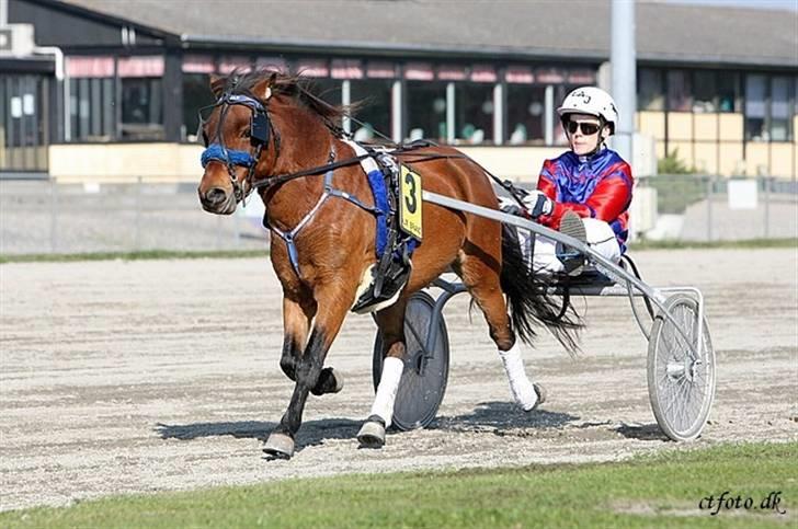 Gotlandsruss Guylian (s) billede 11