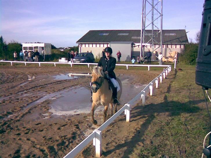 Fjordhest sofie (slogt) - rider lx billede 12