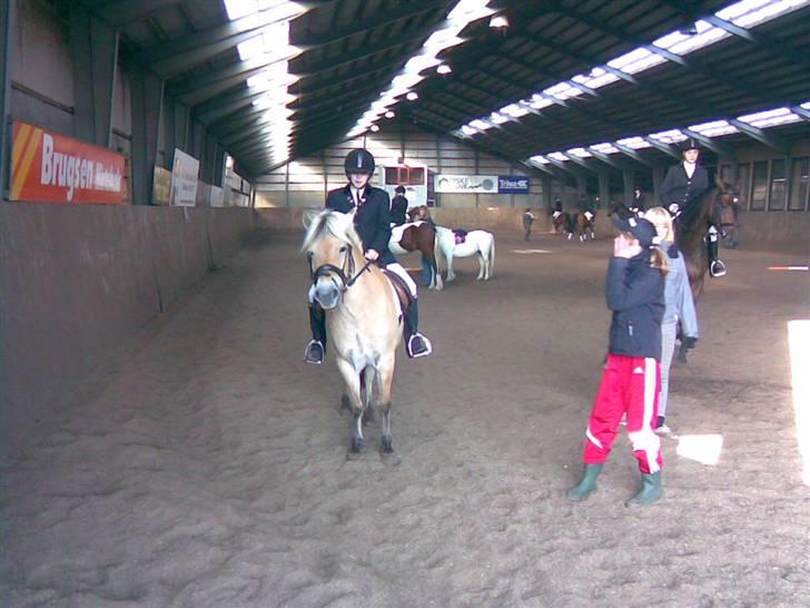 Fjordhest sofie (slogt) - gør mig klar til lx billede 13