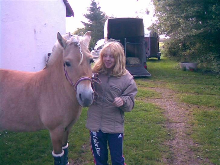 Fjordhest sofie (slogt) - nu skal vi til stænve billede 14