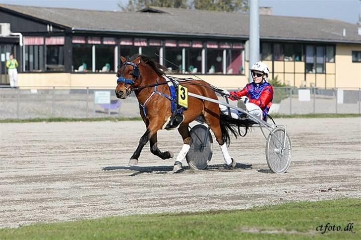Gotlandsruss Guylian (s) billede 12