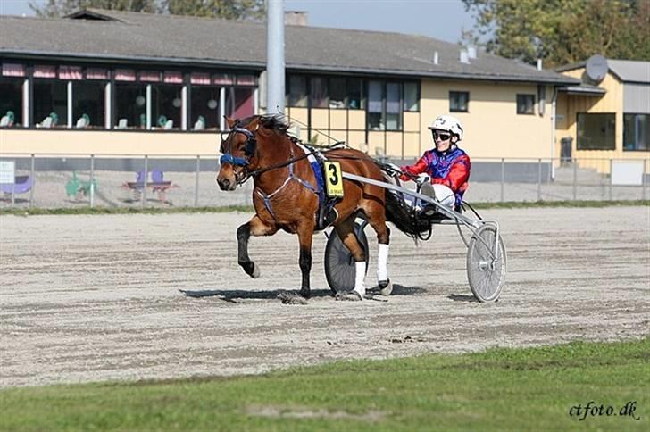 Gotlandsruss Guylian (s) billede 13