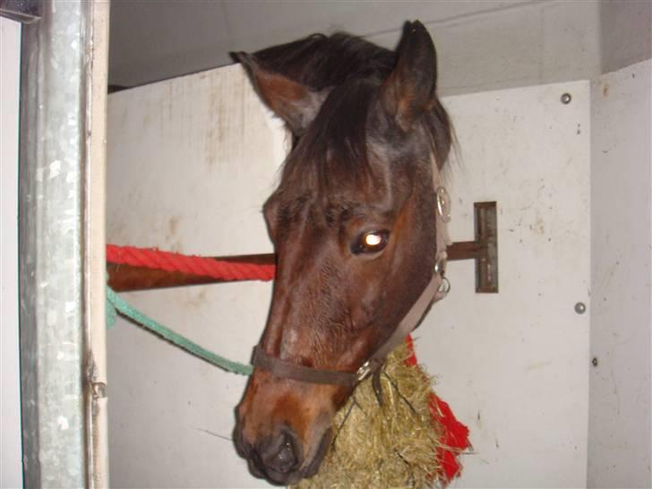 Traver Badutski  16/10-08 - Det sidste billede inde hun smuttede for altid :-* billede 8