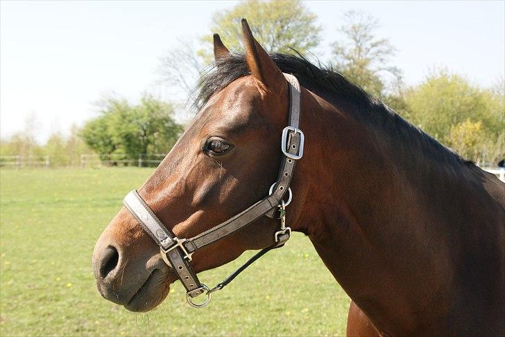 Welsh Partbred (Sec F) Bjerregårds Mozart billede 19