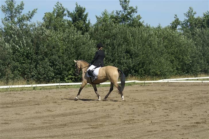 Anden særlig race Chanel *Solgt* - Lc2 på den skønne <33 Vi red til 69,54% ;) billede 6