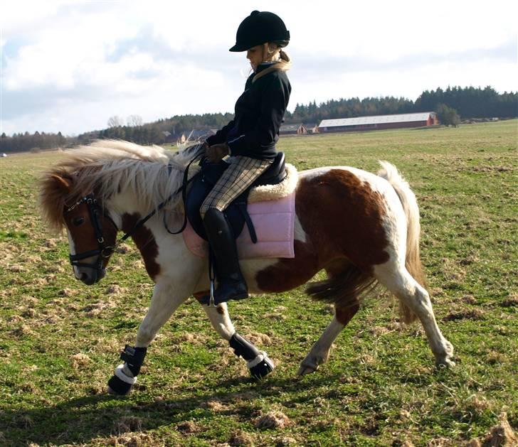 Anden særlig race |Klinkhøjs Cookie| - {19} - dressur!  i; billede 19