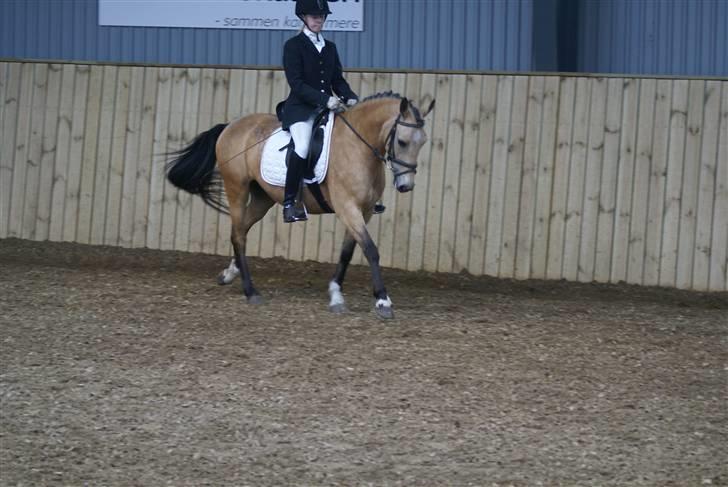 Anden særlig race Chanel *Solgt* - Smukke Chanel <3333   billede 8