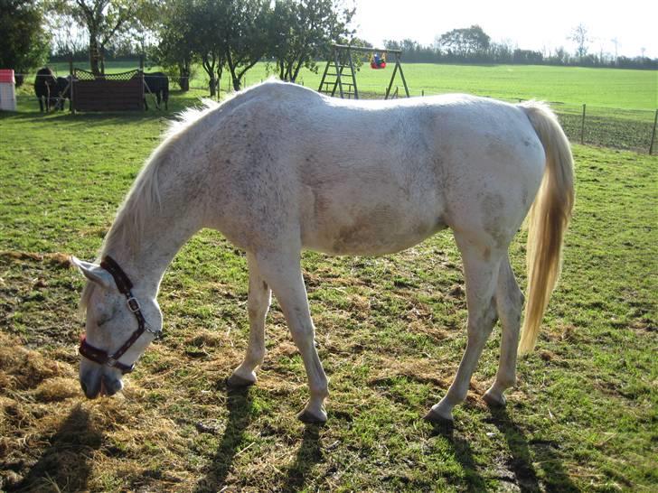 Arabisk fuldblod (OX) Cynthia ox 2172 billede 1