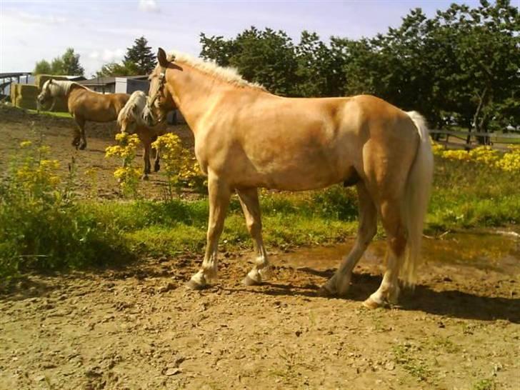 Haflinger Alsace  billede 17