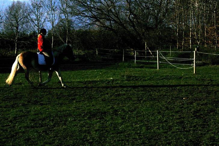 Haflinger Alsace  - 3. gang med rytter på ryggen billede 18