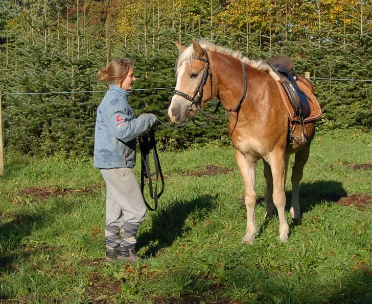 Haflinger Alsace  - D.17.10.08 billede 19