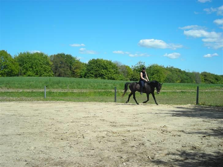 Anden særlig race Soleo (Solgt) - Så skal der traves af..... D. 12/-09 billede 13