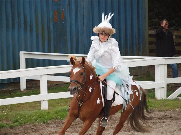 Hollandsk Sportspony Charon R.I.P d.1/3-11 - ***NYT***Kostumespring<33 I Pyramiden billede 4