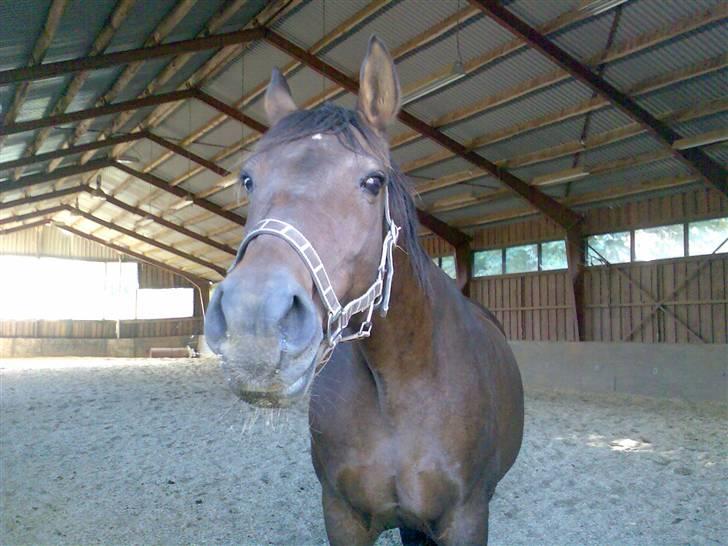 Holstener Beauty billede 2