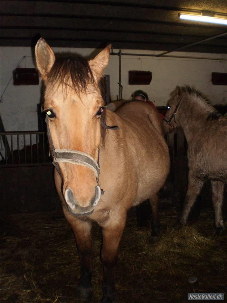 Anden særlig race Bueno - Velkommen til Bueno´s profil håber i syntes godt om hende<3 billede 1