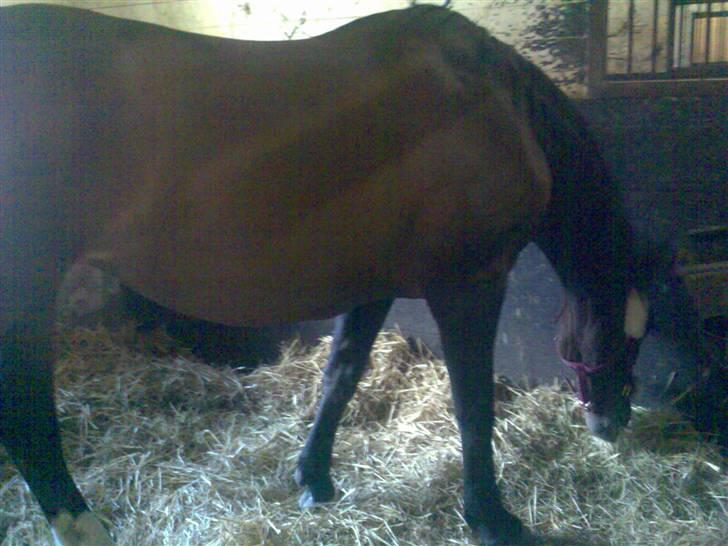 Holstener Beauty billede 6