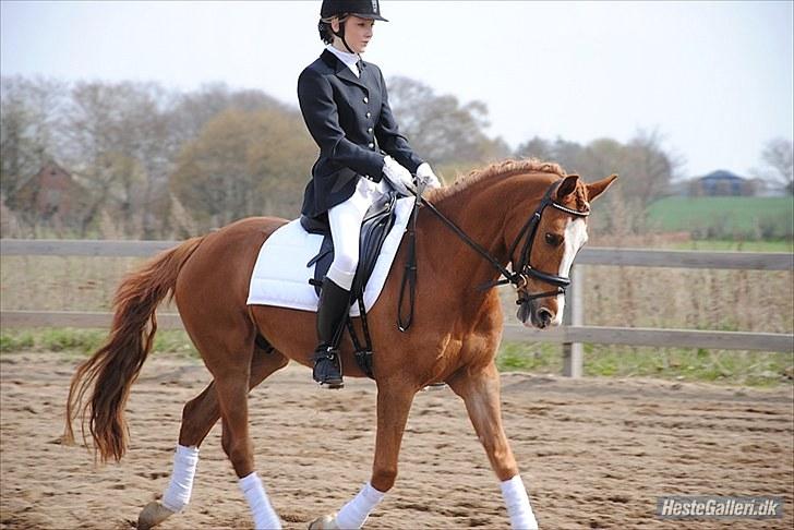 New Forest Orchid's Ramirez  - min flotte pony :D billede 1