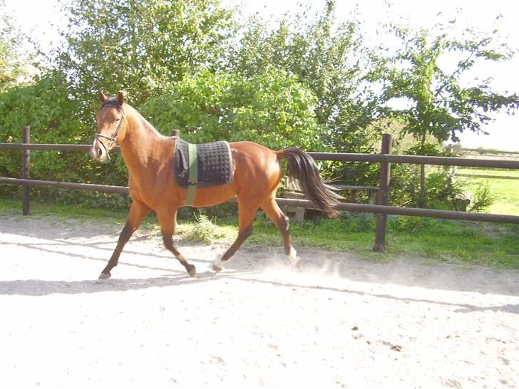 Pinto Figaro ponygården billede 2