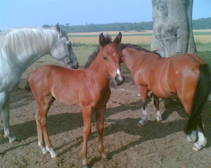 Pinto Figaro ponygården billede 3