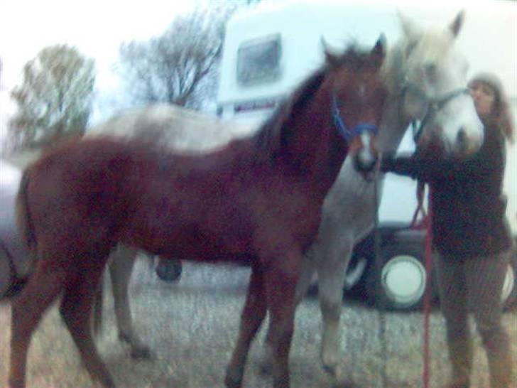 Pinto Figaro ponygården billede 4