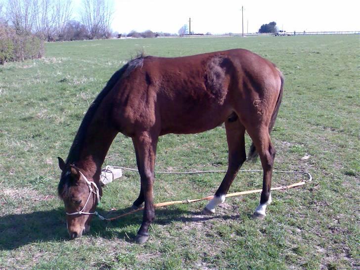 Pinto Figaro ponygården billede 7