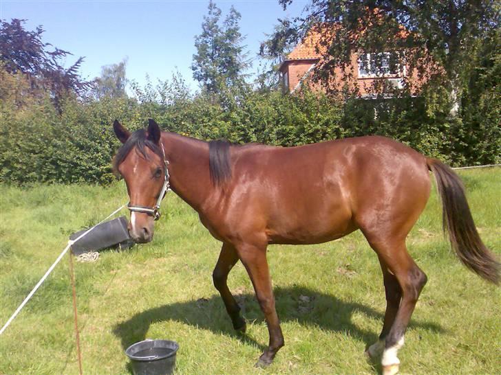 Pinto Figaro ponygården billede 8