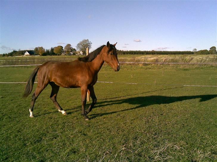 Pinto Figaro ponygården billede 9