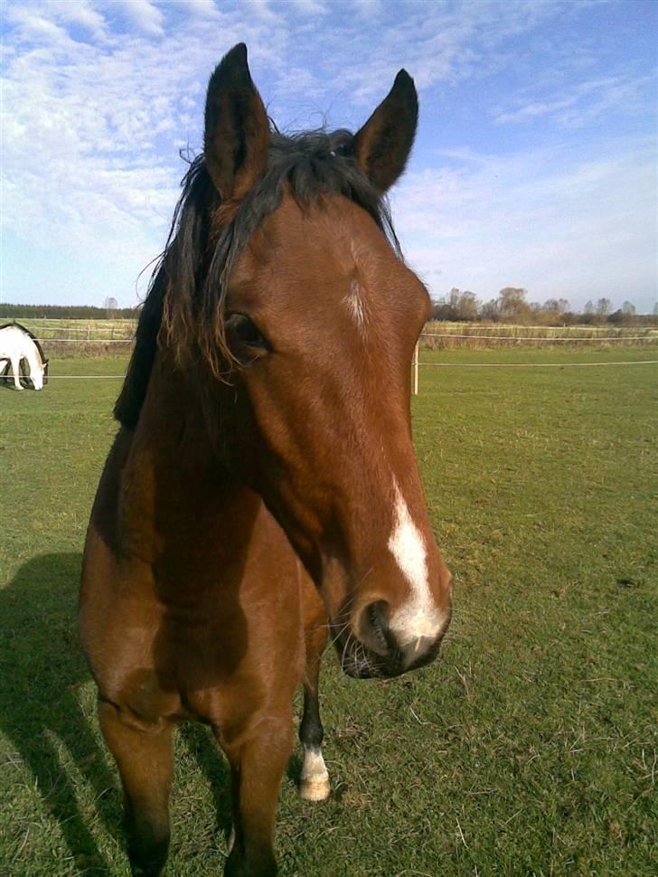 Pinto Figaro ponygården billede 10