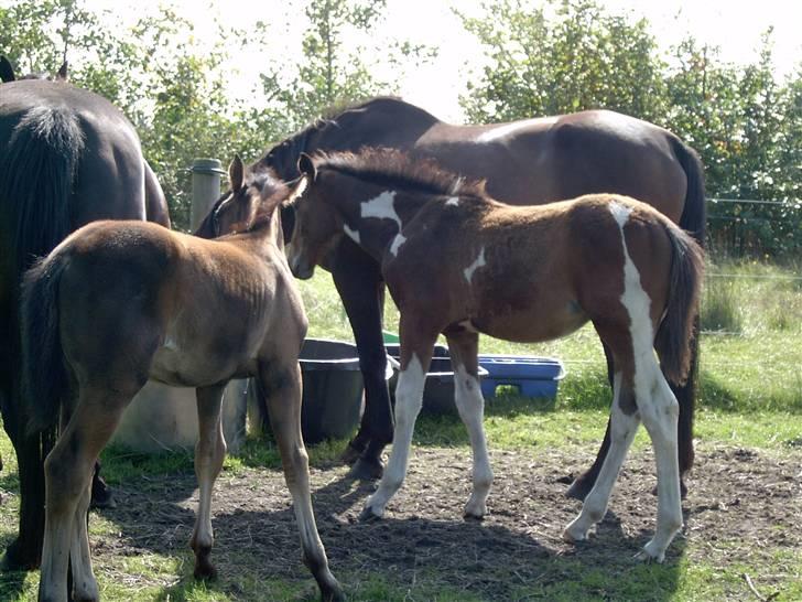 Pinto Ellemosens Hidalgo-Bell billede 2