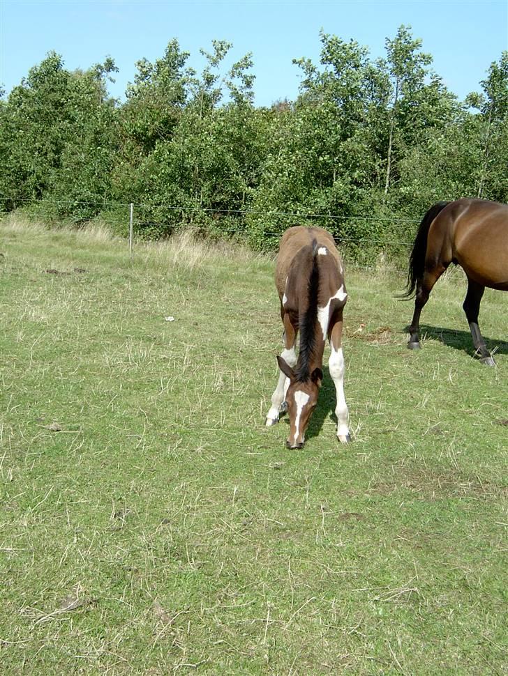 Pinto Ellemosens Hidalgo-Bell billede 3