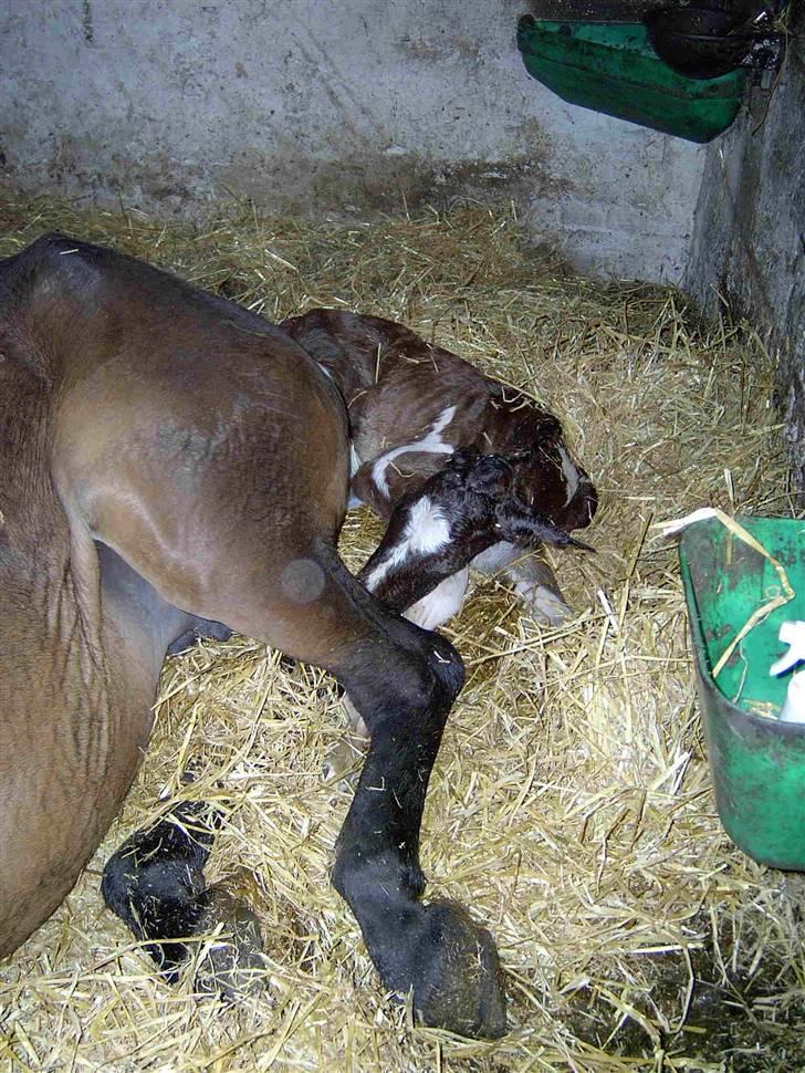 Pinto Ellemosens Hidalgo-Bell billede 4