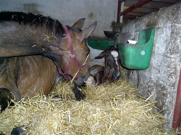 Pinto Ellemosens Hidalgo-Bell billede 5