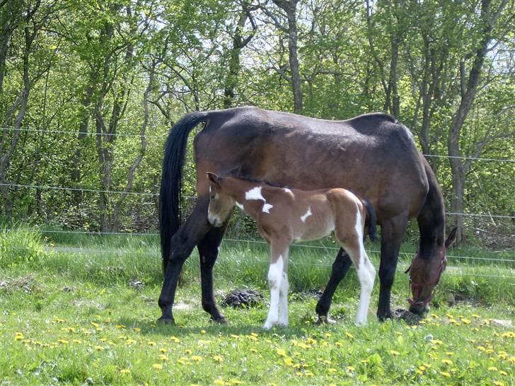 Pinto Ellemosens Hidalgo-Bell billede 6