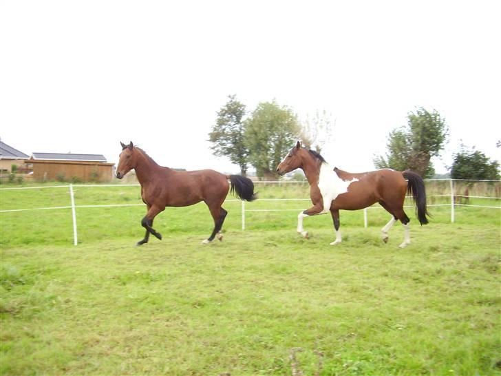 Pinto Figaro ponygården billede 13