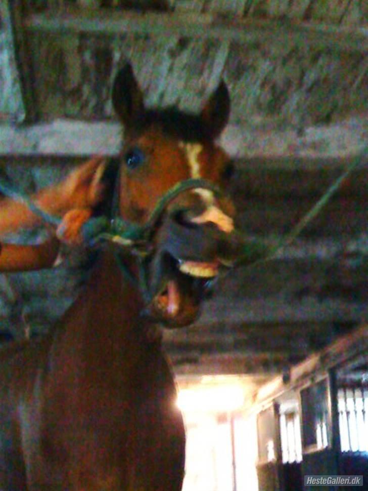 New Forest PATRICIA - Gaabbb billede 6