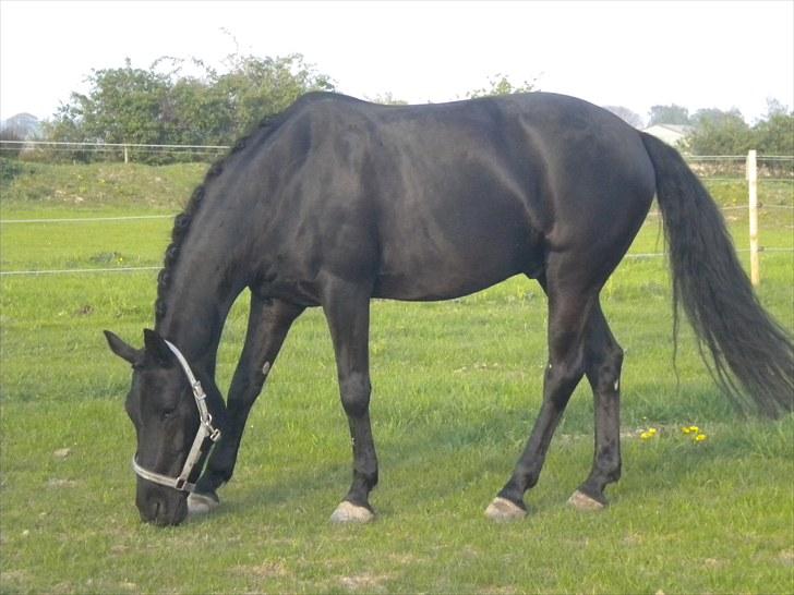 DSP Bethoven af stensnæs B-pony - bimse der er flettet XD billede 4