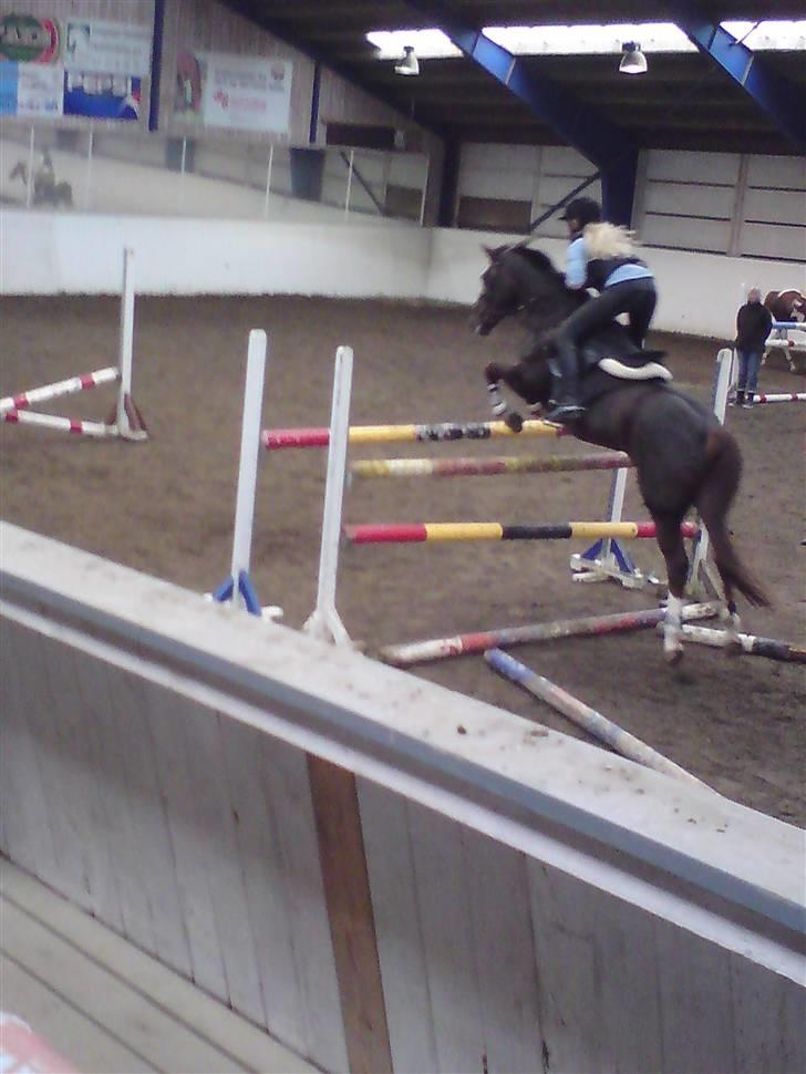 New Forest  carlo    SOLGT  billede 10