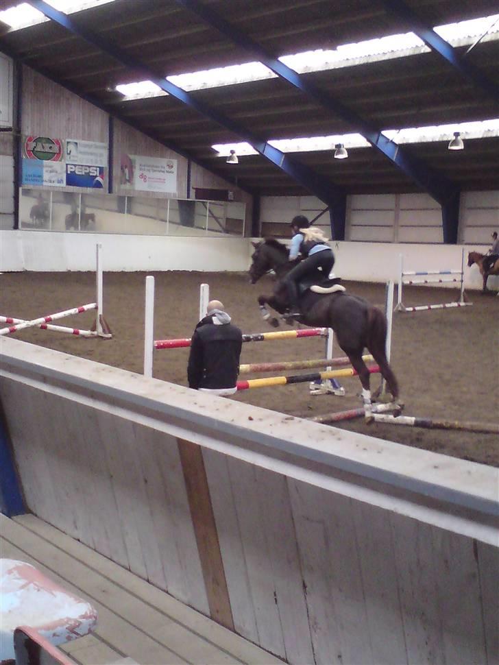 New Forest  carlo    SOLGT  billede 11