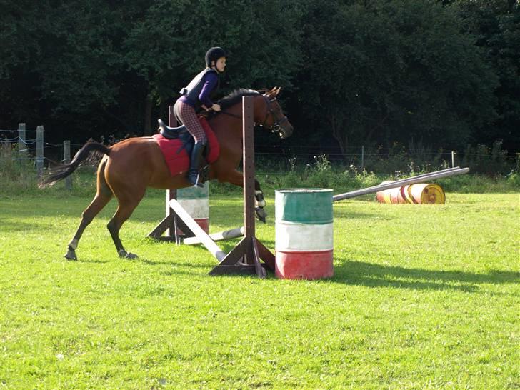 Arabisk fuldblod (OX) A/G'S FIRST FLAME OX 3884 - mig og tulle på springbanen september 2009 billede 19