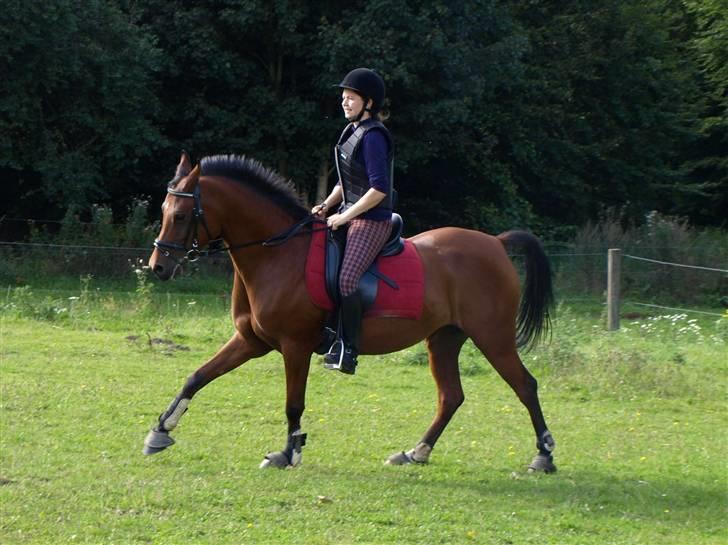 Arabisk fuldblod (OX) A/G'S FIRST FLAME OX 3884 - mig og tulle september 2009 billede 20