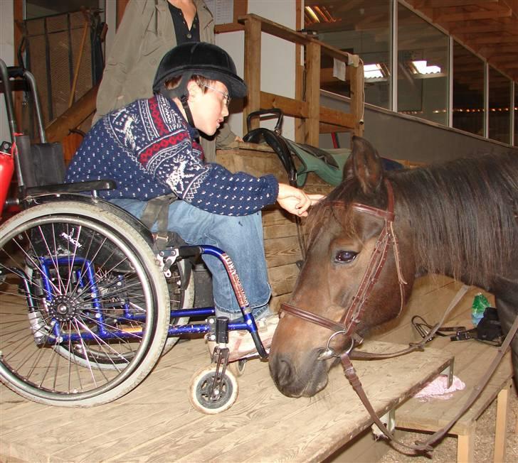 Traver Todo Proud - Søde Todo - Garwain har lige været ude og ride på ham:-) billede 10